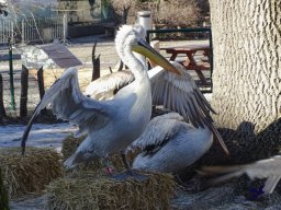 Tiergarten Schönbrunn am 27.01.2026